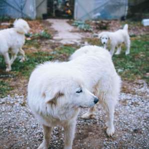Huge dogs, from what I saw they were super sweet!