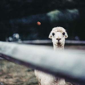 Look at this sweet, alpaca smile.