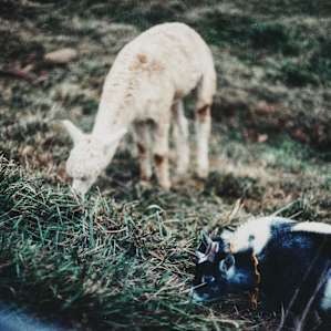 Alpacas and goats!