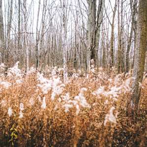 awesome mix of vegetation in the woods!