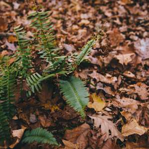 the beautiful ferns!