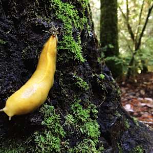 Banana slug hanging out near the campsite