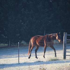 Their new horse getting acquainted with its new home.