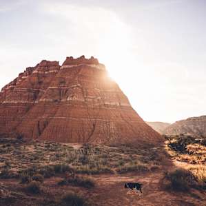 Following my dog around the Desert.