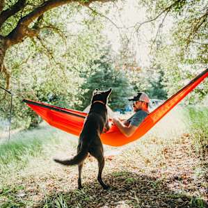Trees perfect for hammock time.