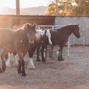 Tres Caballos Casita is named after these three beautiful horses.