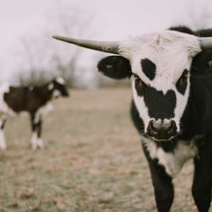 Springhorn Ranch