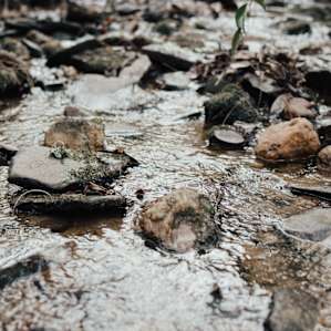A little stream was right by our campsite. I'm sure you could filter water here if you ran out!