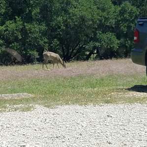 Colorado Bend State Park Campground