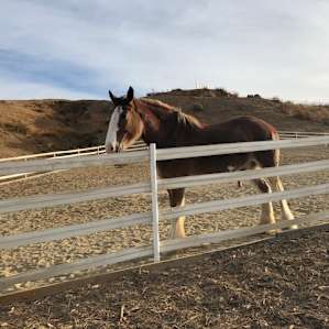 Beautiful Horses at the Unhitched Ranch