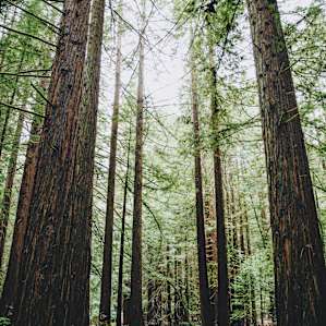 Campground in the midst of large beautiful Redwood Trees