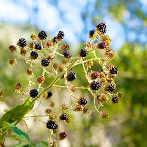 Wild blackberries (or similar) everywhere near the river!