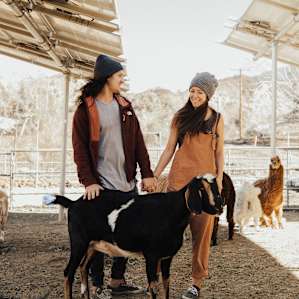 farm animal goat