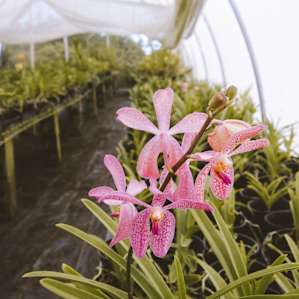 George let us walk through the greenhouses to see the orchids growing, so beautiful!