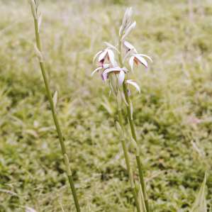 Wild flowers growing throughout the land