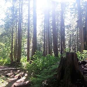 Raised tent platforms tucked into the trees. Lake is to the left.
