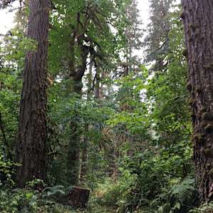 Bedal Campground