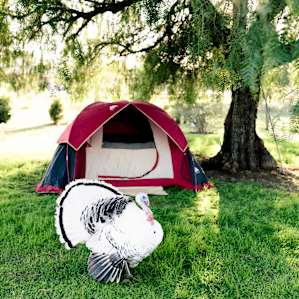 tent animal lodging