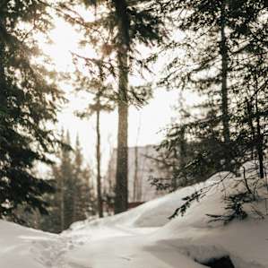 forest winter