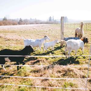theres even llamas and alpacas!