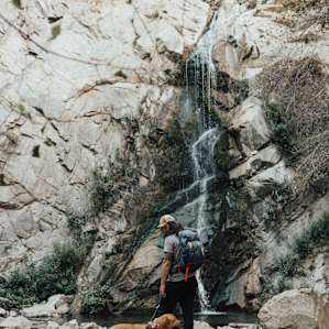 dog animal water