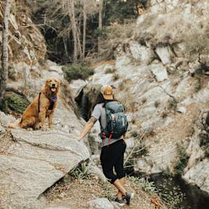hiking dog animal