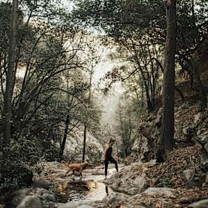 forest hiking dog