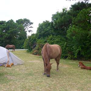 Wild ponies visited my campsite!