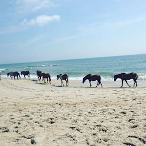 Wild ponies making their beach entrance