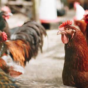 All the chickens are named! I didn't catch this ones but it looks like a Rufus...