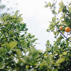 Orange trees line the driveway and they are so beautiful. Definitely a "Welcome to Florida" sign.