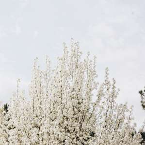 Spring in Mississippi