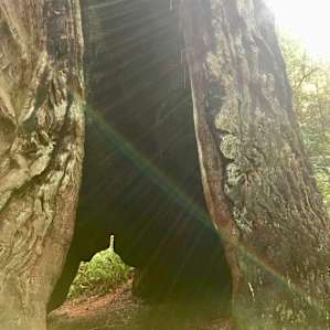 Jedediah Smith Redwoods Campground