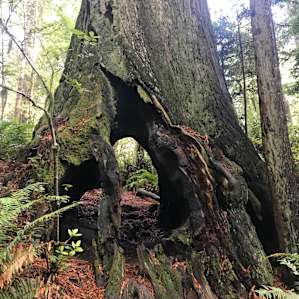 Jedediah Smith Redwoods Campground