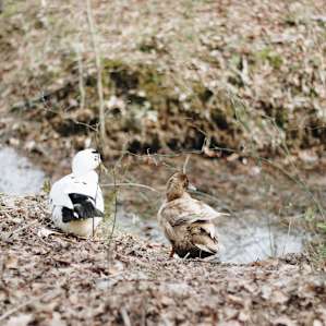 Free range ducks, chickens, and peacocks roam around here.