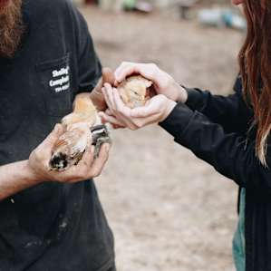 Raise your hand if you've ever held a baby chick!