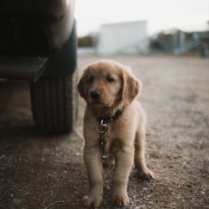 dog animal