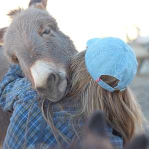 Camels and a Yurt