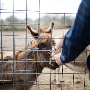 animal donkey