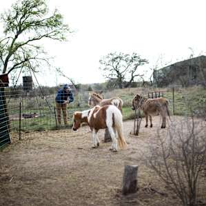 There were a couple of donkeys and a mini-horse within view of our cabin.