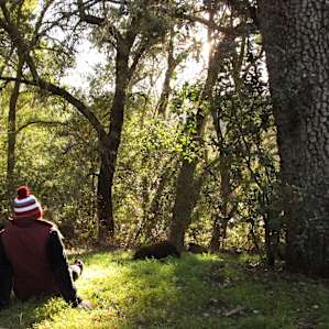 Ponderosa Campground