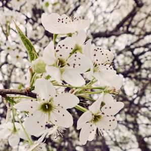 Southern blooms