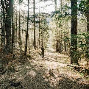 Walking into the forest at sunset.