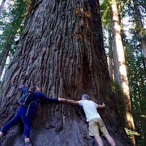 Tree huggin'