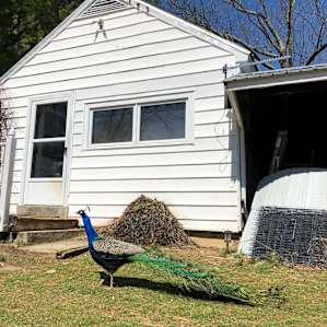 Peacock Spotting!