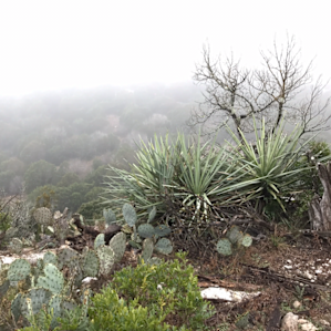 Colorado Bend State Park Campground