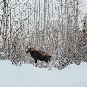 forest winter animal