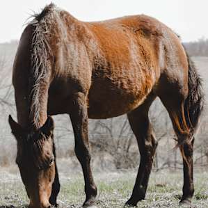 Horses were grazing in a nearby pasture as we set up camp. They were lovely!