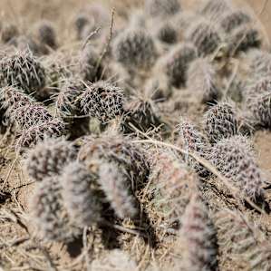 Watch out for cacti!
