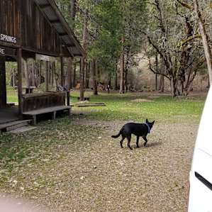 Puppy neighbor!